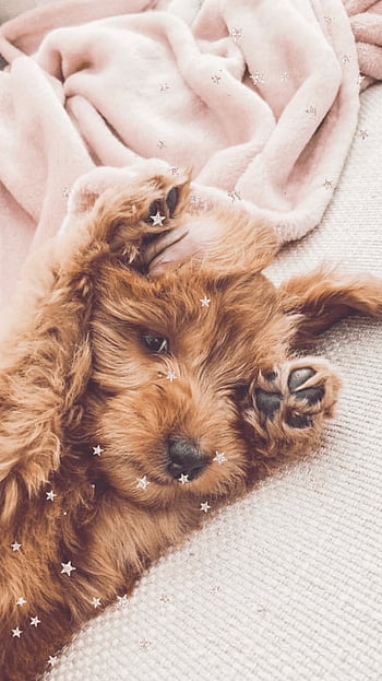 Goldendoodle Pictures  Download Free Images  Stock Photos on Unsplash