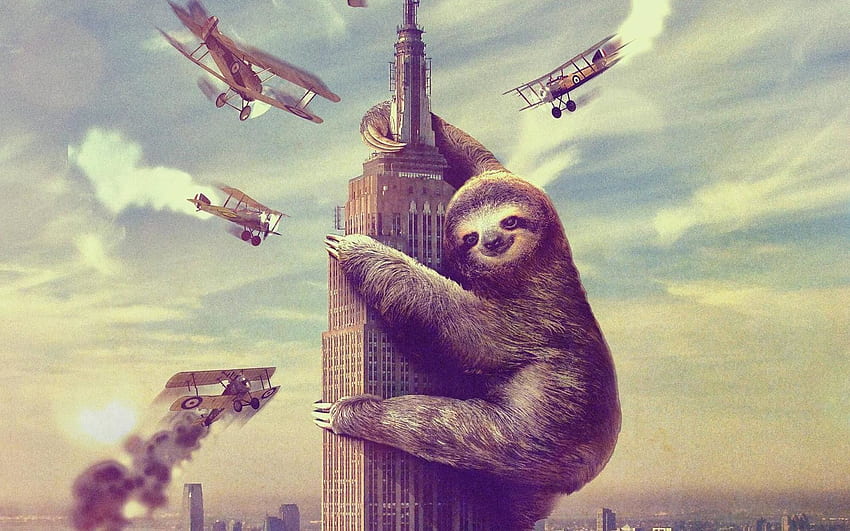 Sloth Sloth Full Data Src - Sloth Empire State Building, Baby Sloth Sfondo HD