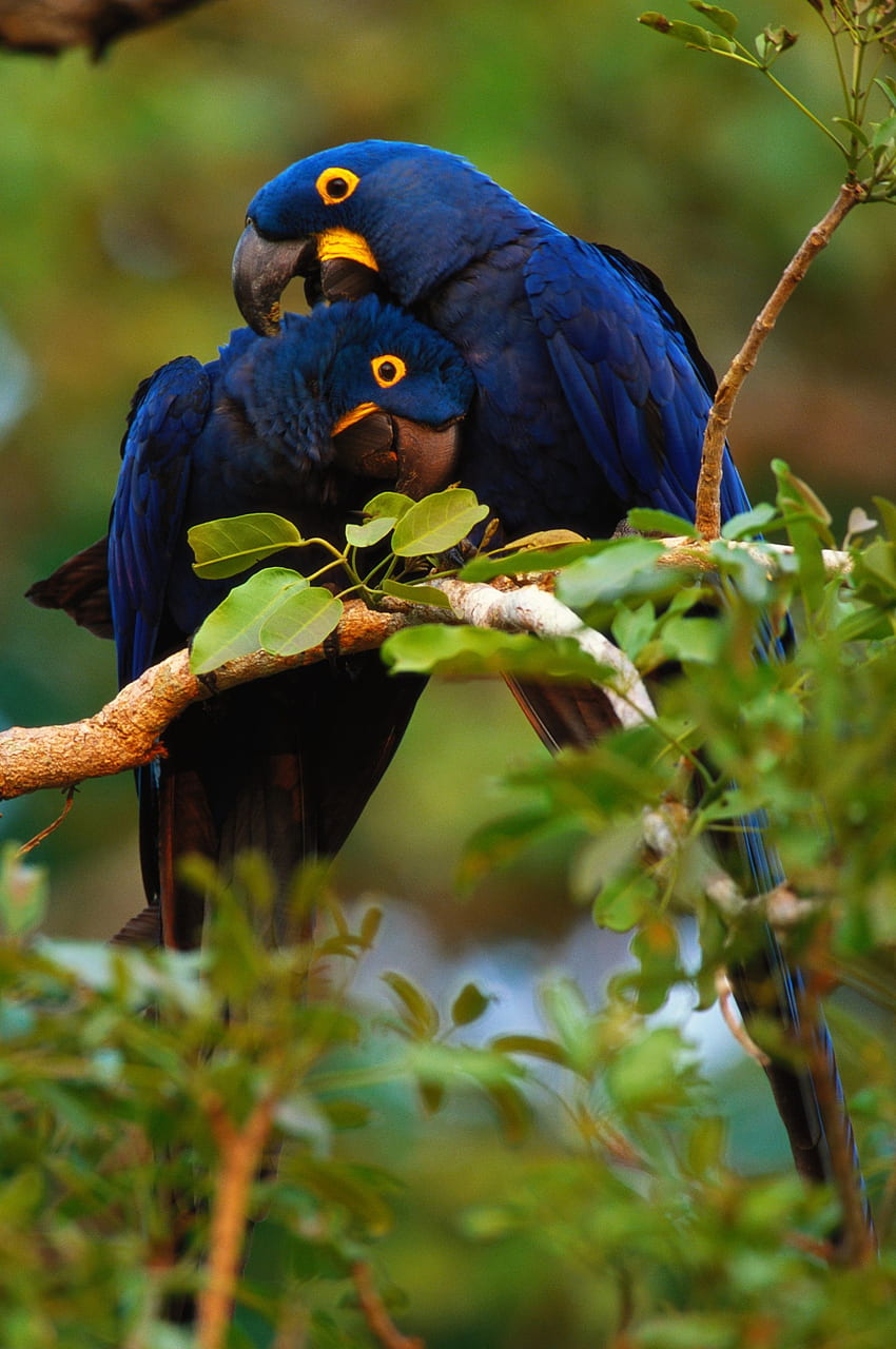 Hiacyntowe ary, Pantanal, Brazylia - Art Wolfe. Ptaki domowe, Hiacyntowa ara, Piękne ptaki Tapeta na telefon HD