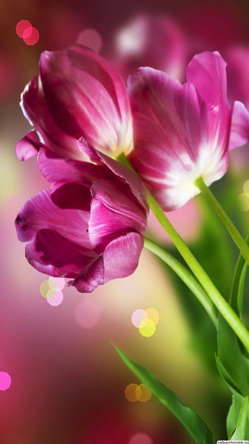 Schöne Blumen für Handys, hübsche Blumen HD-Handy-Hintergrundbild