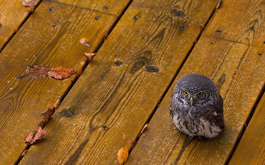 Animals birds owls wood babies cute predator eyes feather rain wet leaves autumn fall seasons . HD wallpaper