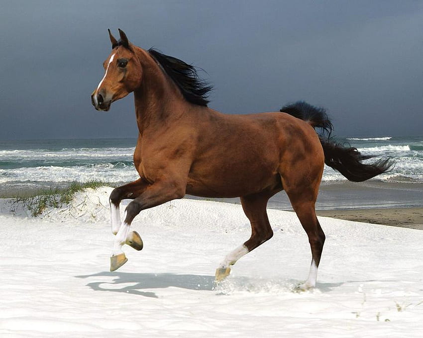 タマラの馬、海、馬、茶色、走る、美しい、ビーチ 高画質の壁紙