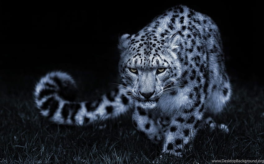 Leopardo delle nevi, leopardo delle nevi, nuovo. , leopardo al neon Sfondo HD