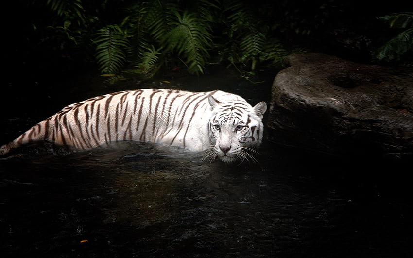 Zwierzęta, woda, tygrys, pływać, pływać, polować, polować Tapeta HD