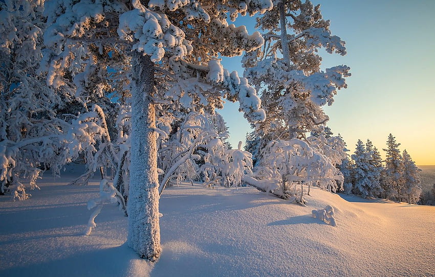 Winter, forest, snow, trees, the snow, taiga, Lapland HD wallpaper | Pxfuel