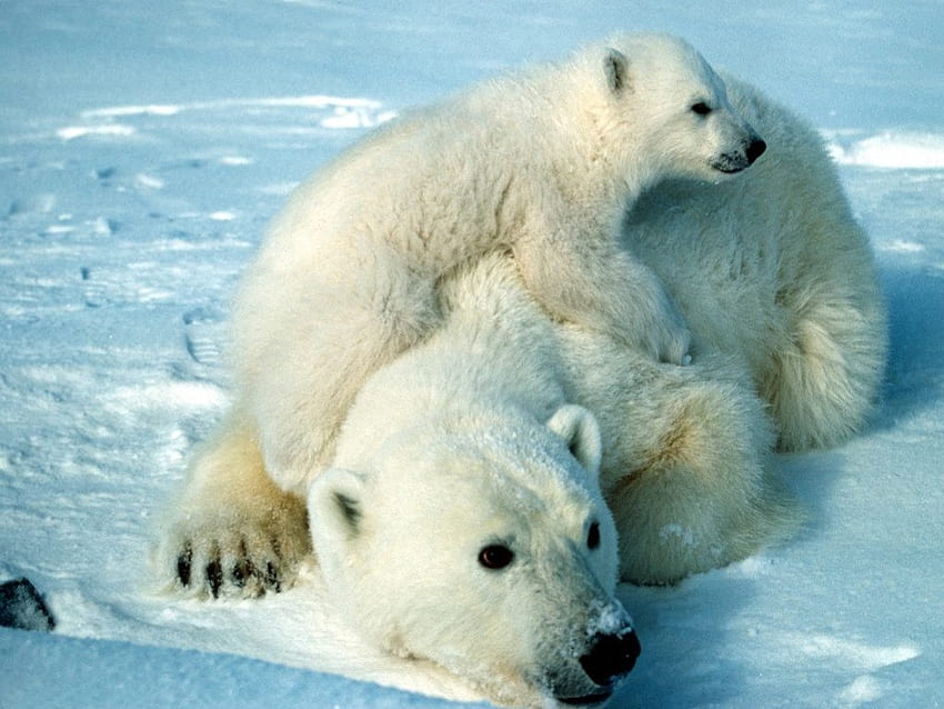 Polar Bear and Cub, polar, white, cub, bear HD wallpaper