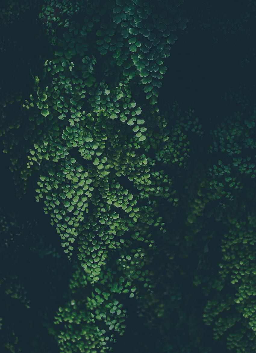 Природа, листа, растение, размазване, гладко HD тапет за телефон