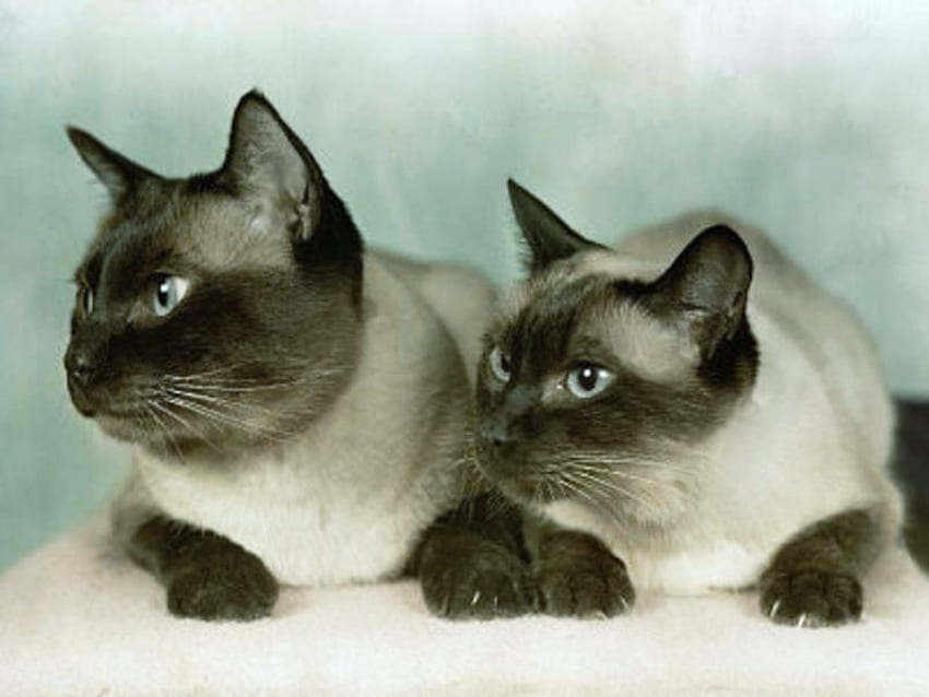 Siamo siamesi, per favore, grigi e neri, siamesi, a riposo, in coppia, gatti Sfondo HD