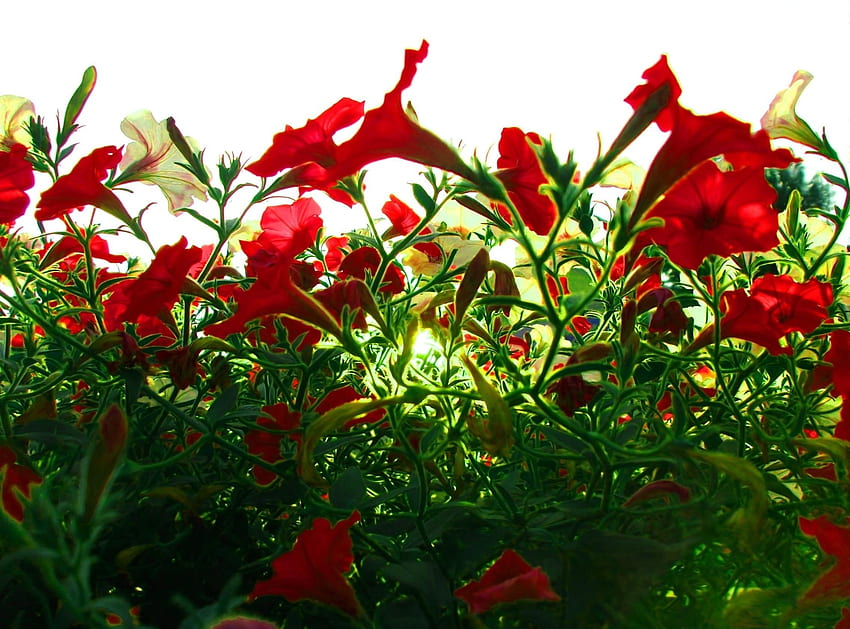 Flowers, Shine, Light, Petunia, Calichobria, Calihobroya HD wallpaper