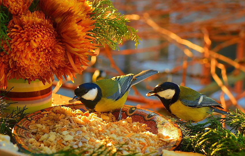 Payudara biru, burung tit biru, burung, bunga, pasare, musim gugur, pitigoi, jeruk, makanan Wallpaper HD
