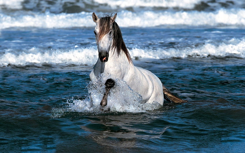 animales, agua, mar, rebote, salto, caballo fondo de pantalla