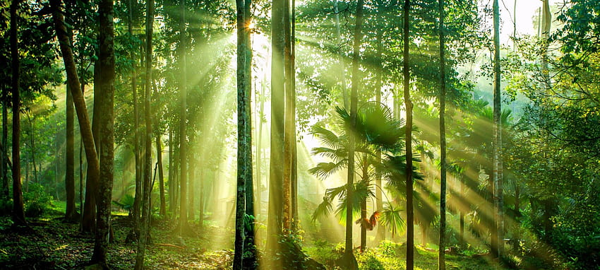 朝の光、マレーシア、木、太陽光線、美しい、草、日の出 高画質の壁紙