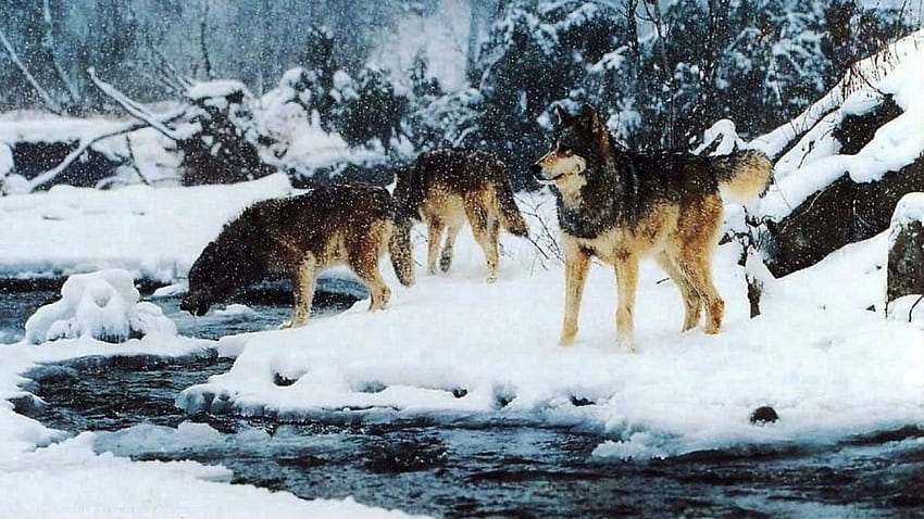 Manada de lobos de invierno, manada, vida silvestre, cachorros, animales, nieve, naturaleza, lobo gris fondo de pantalla