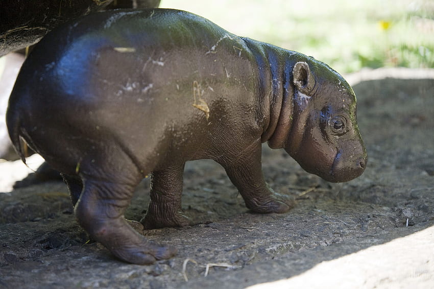 Hipopótamo pigmeo, bebé hipopótamo fondo de pantalla