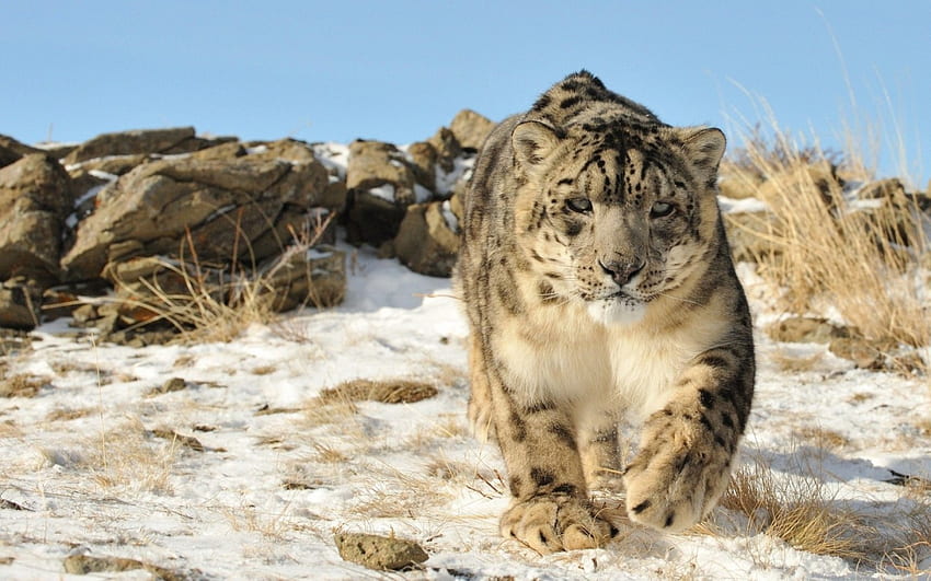 snow leopard in the snow, grass, leopard, snow, rock HD wallpaper
