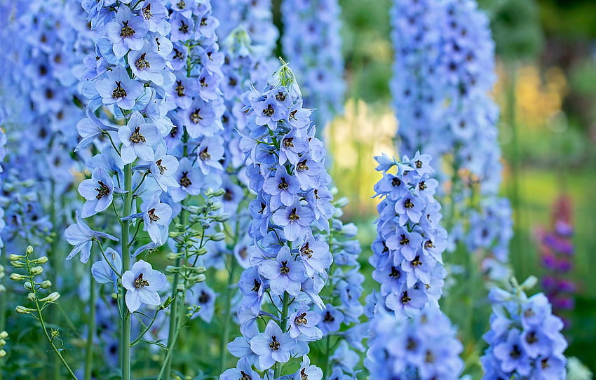 macro, azul, inflorescência, Delphinium, Larkspur para, seção цветы papel de parede HD