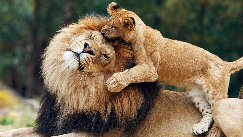 Lion Cub, Baby Lion HD wallpaper