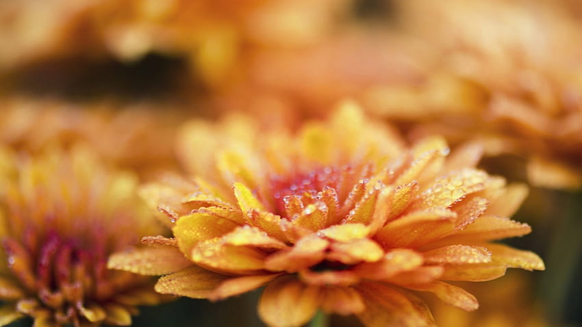 Chrysanthemum, drops, flowers, dew, water, close up HD wallpaper