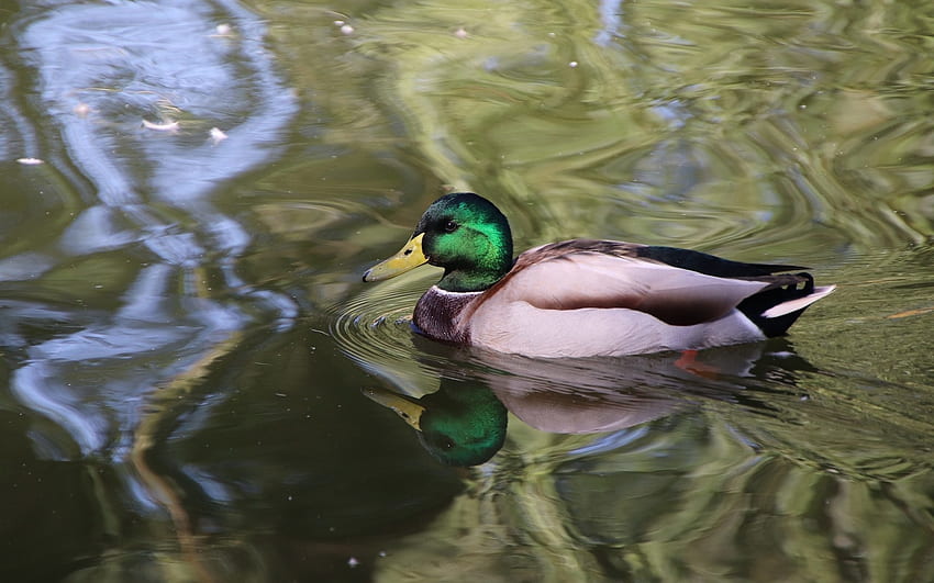 Mallard Duck, animal, duck, bird, mallard, water HD wallpaper