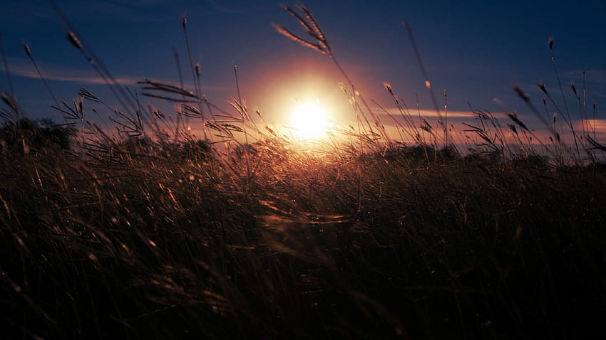 sun set, set, grass, sun, field HD wallpaper