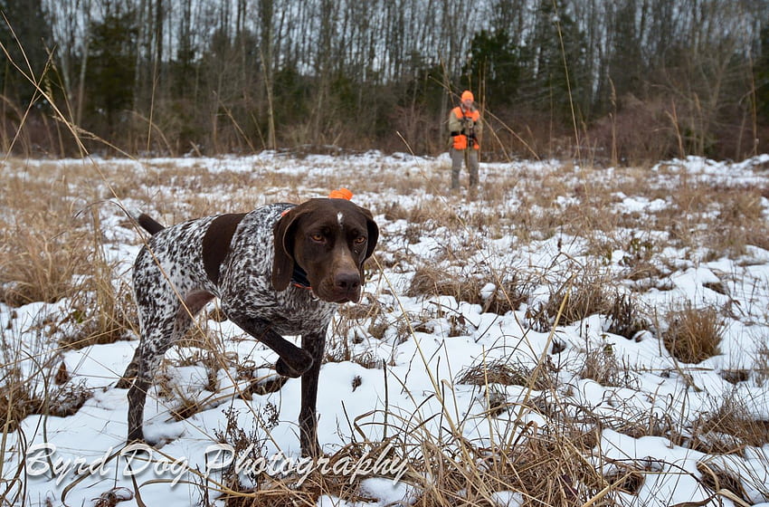 Adventures of a GSP Hunting Dog: First hunt of 2013!, Upland Bird Hunting HD wallpaper