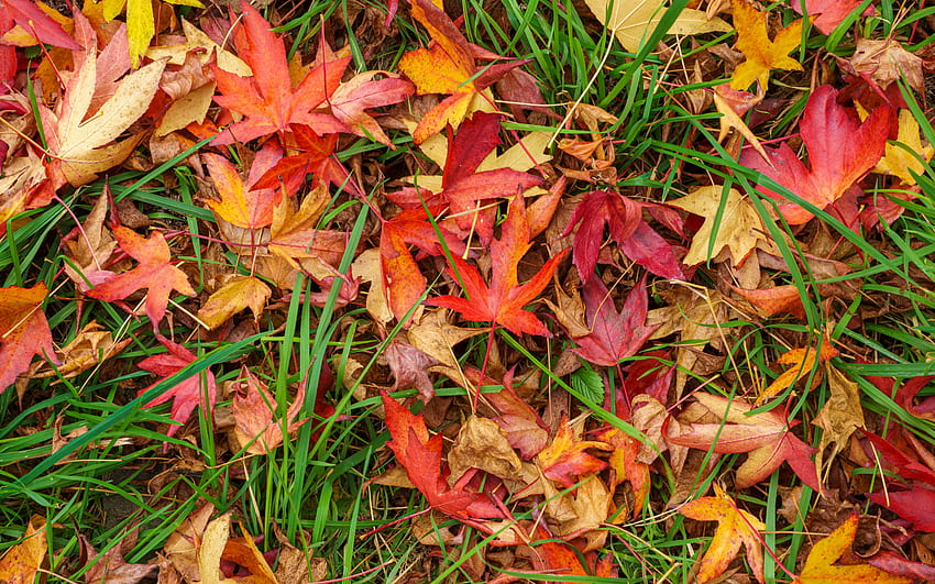 Maple Leaves, colors, maple, tree, leafe HD wallpaper