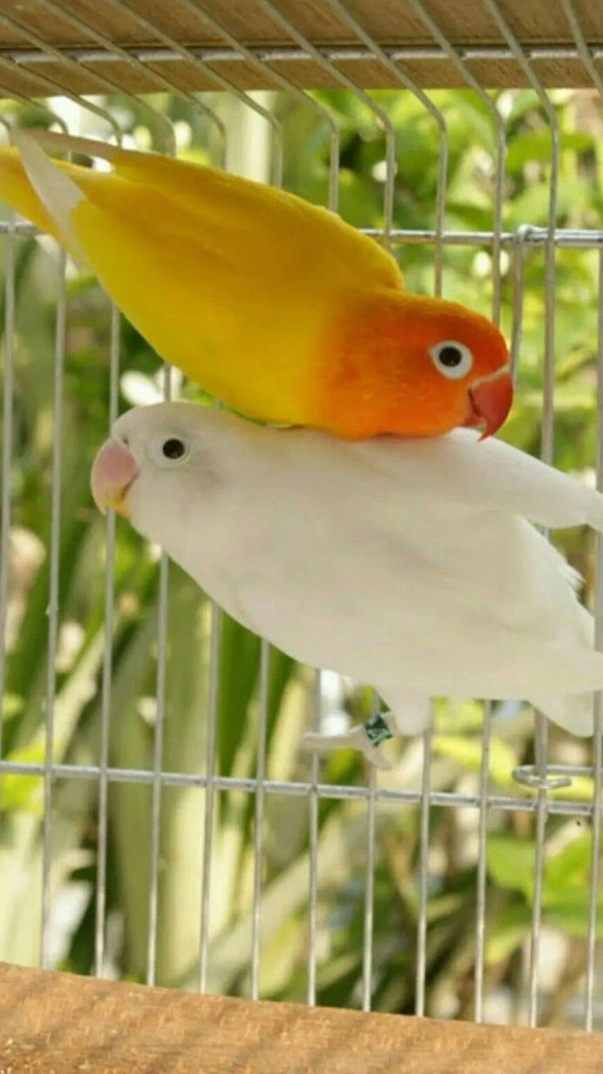 Love Birds, Romantic, Love, Birds HD phone wallpaper