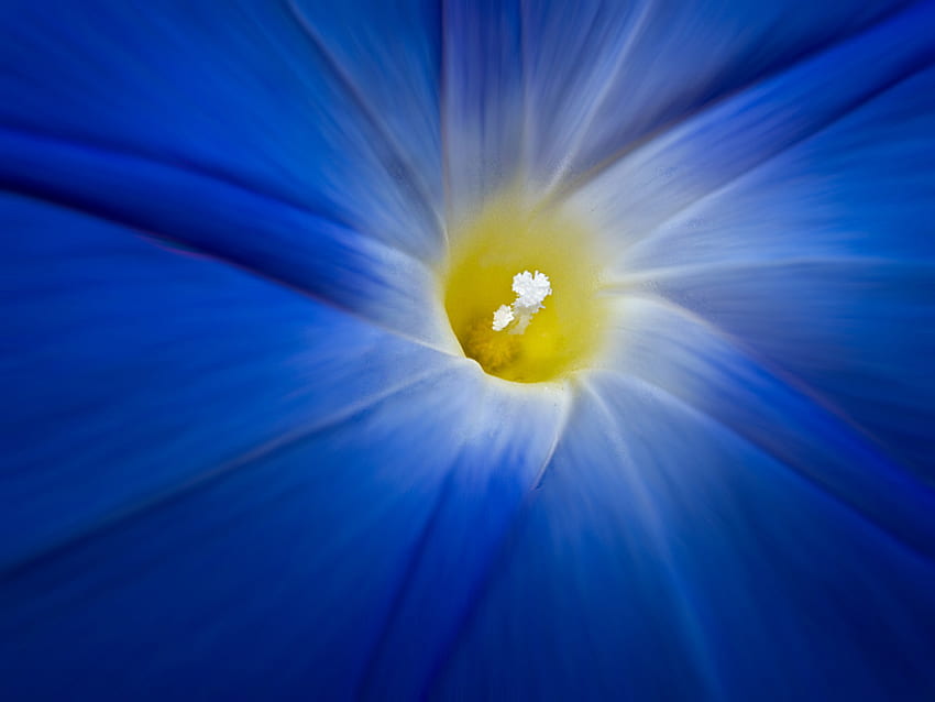 Deep blue, blue, yellow, flower, center, close up HD wallpaper | Pxfuel