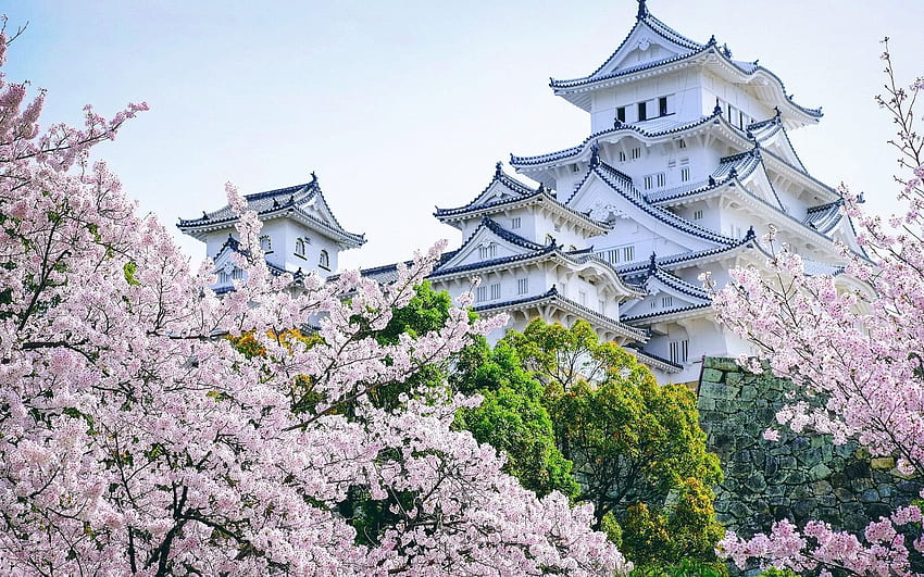 Ancient Himeji Castle gardens cherry blossoms, Japan HD wallpaper