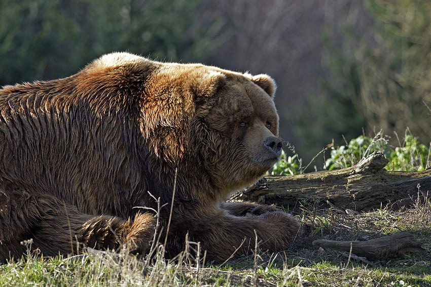 สัตว์ นอนลง โกหก หมี อ้วน หนา เข้าสู่ระบบ วอลล์เปเปอร์ HD