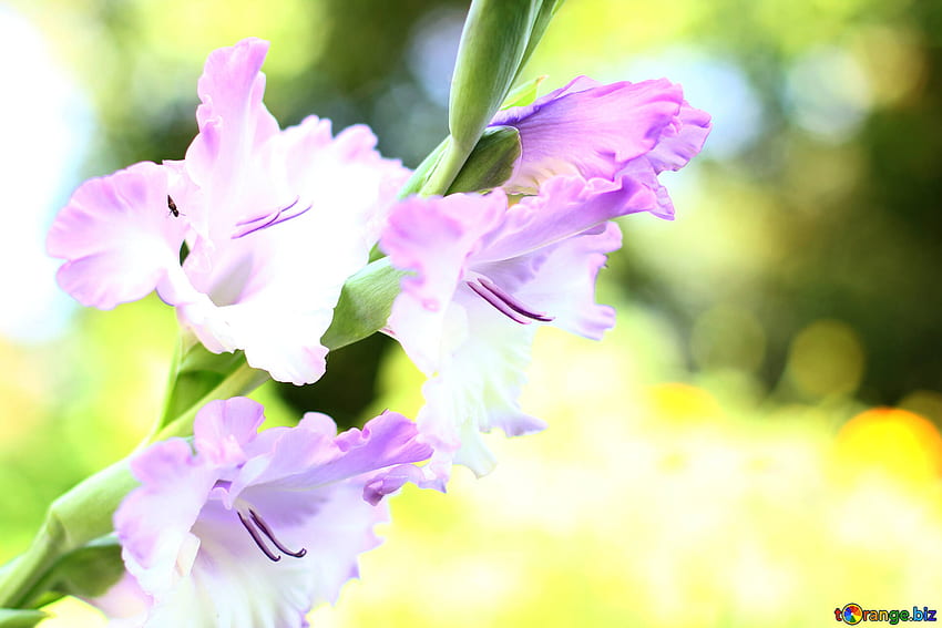 Background Flowers Flower Of Gladiolus Autumn № 33788 Pics On Cc By License, Purple Gladiolus HD wallpaper