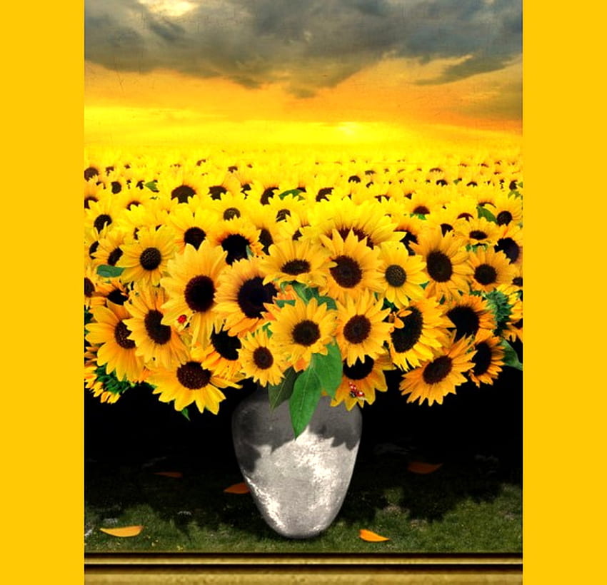 Слънчогледи плюс, слънце, слънчогледи, поле от цветя, ваза, жълто и златно, жълто и черно HD тапет