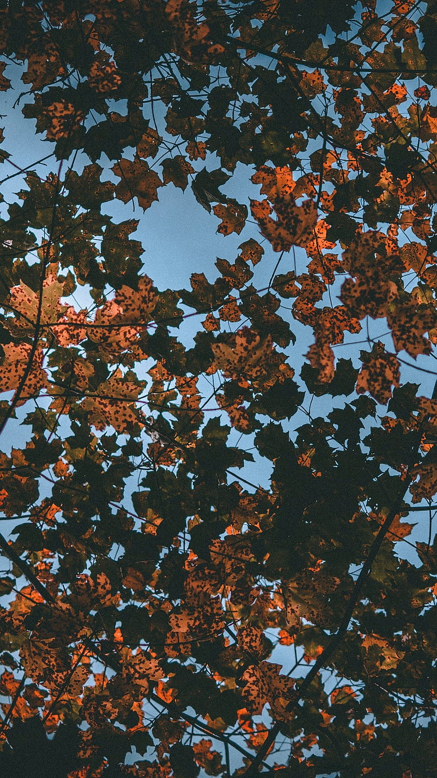 leaves, autumn, dry, sky iphone 8+, Dry Leaf HD phone wallpaper