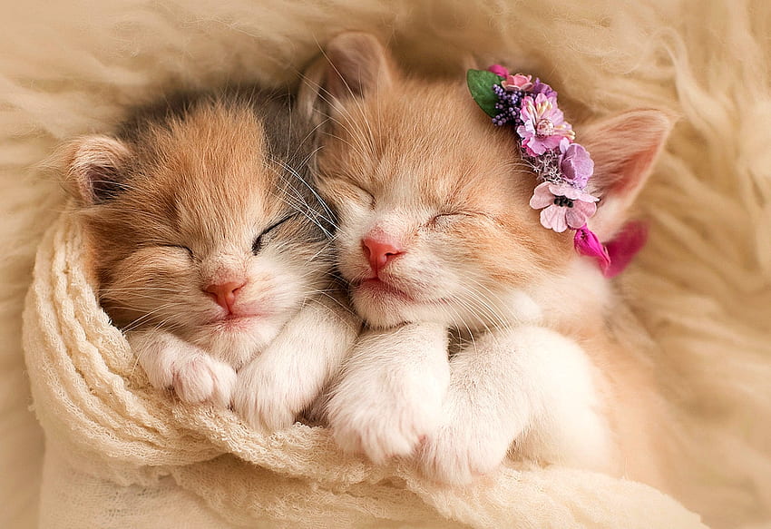 Anak Kucing Cantik, Kucing, cantik, Hewan, Anak Kucing Wallpaper HD