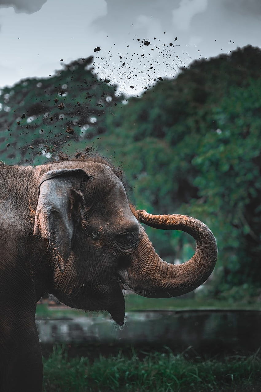 코끼리 : [본부], 케랄라 코끼리 HD 전화 배경 화면