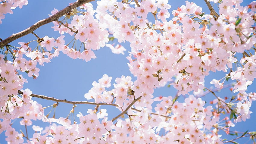 Cherry Blossom Trees Anime, Japanese Cherry Blossom Tree HD wallpaper