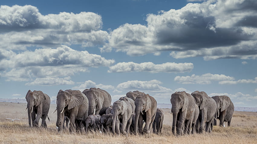 Wildlife, herd, elephants HD wallpaper