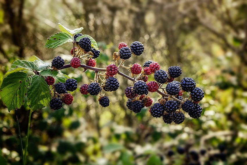 Food, Raspberry, Berries, Blackberry, Branch HD wallpaper