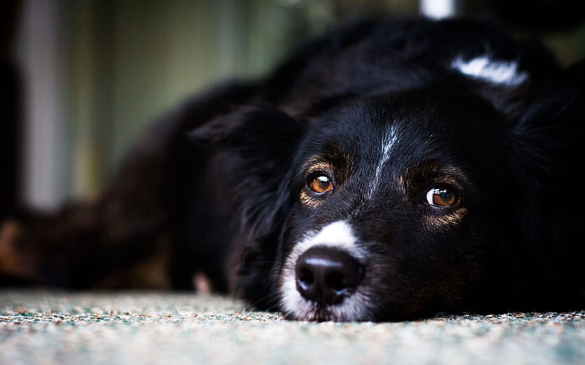 สัตว์ นอนลง นอน สุนัข ปากกระบอกปืน ตา ความโศกเศร้า ความโศกเศร้า วอลล์เปเปอร์ HD