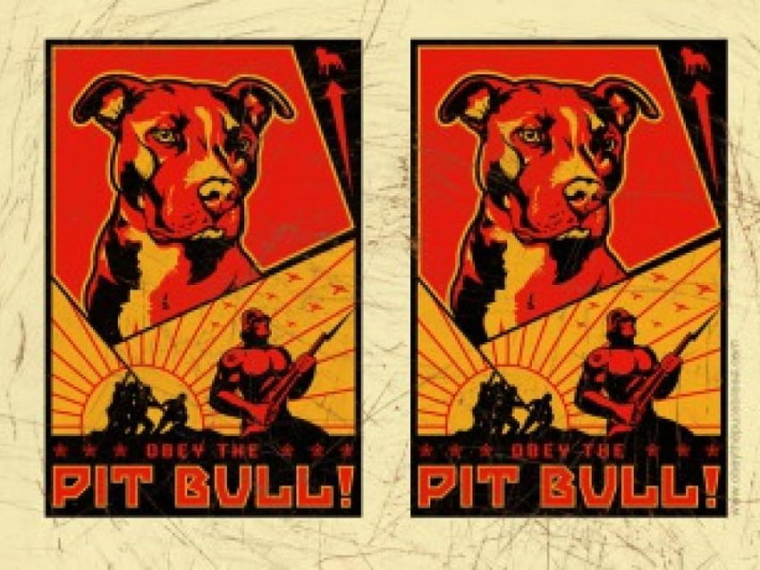 Pit Bull'unuza itaat edin!! , itaat et, doğru davran, nazik, çukur boğalar HD duvar kağıdı