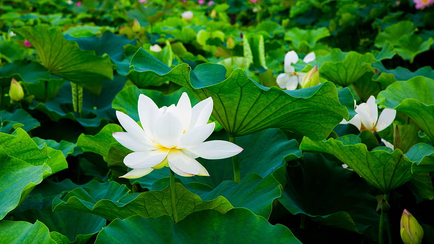 White lotus, green leaves, flowers U HD wallpaper