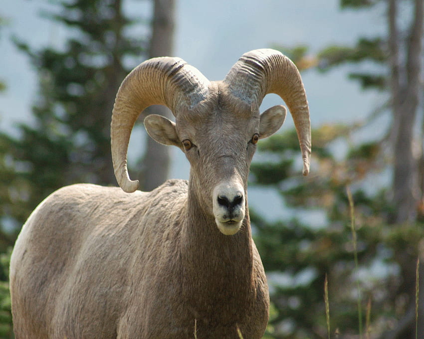 : Bighorn Sheep HD wallpaper | Pxfuel