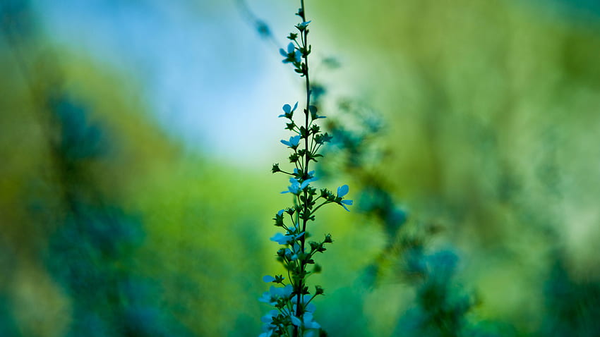 Lovely Twig สีฟ้า พืช สีเขียว ดอกไม้ กิ่งไม้ น่ารัก วอลล์เปเปอร์ HD