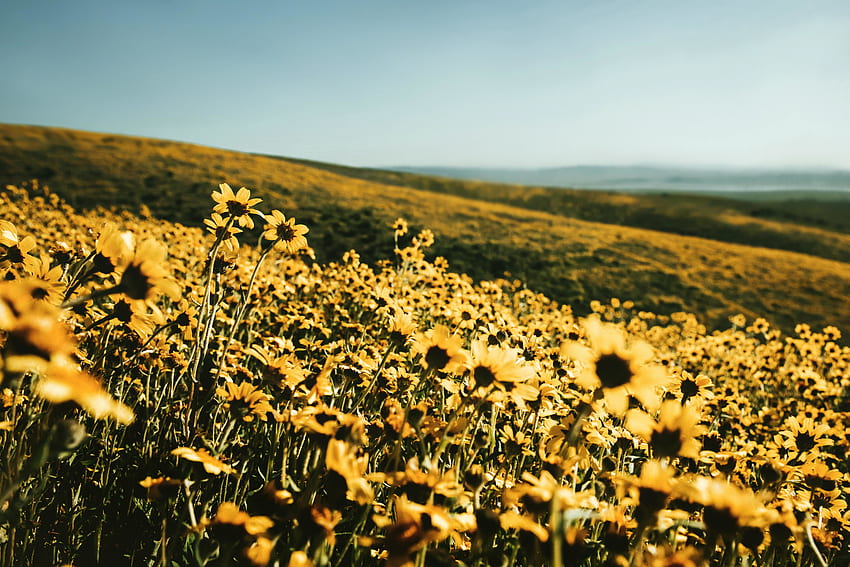 Champ de fleurs jaunes, printemps, paysage, nature Fond d'écran HD
