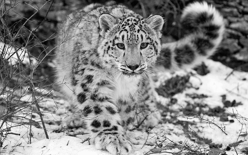 Kar Leoparı - Kar Leoparı - HD duvar kağıdı