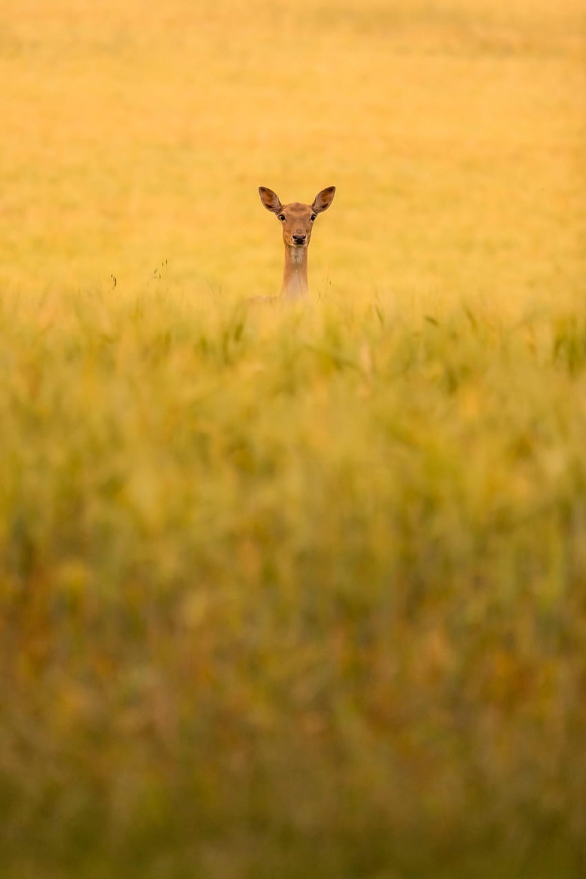 Animals, Grass, Field, Animal, Roe Deer, Roe HD phone wallpaper