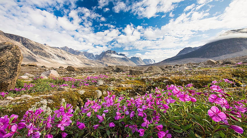 자주색 고산 꽃, Akshayuk Pass, Baffin 산, 산, 캐나다, 야생화, 구름, 풍경, 하늘 HD 월페이퍼
