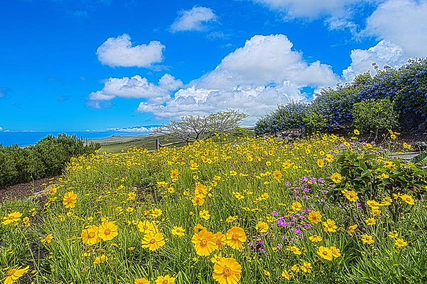 Exquisite field of flowers in garden มองเห็นทะเลฮาวาย เกาะ ชายฝั่ง พืช ฮาวาย ชายฝั่ง เขตร้อน สัตว์ป่า ดอกไม้ เกาะใหญ่ หมู่เกาะ แปซิฟิก แปลกใหม่ สวน สวย สวน สนาม สีเหลือง ดอกไม้ สีสัน พืช วอลล์เปเปอร์ HD