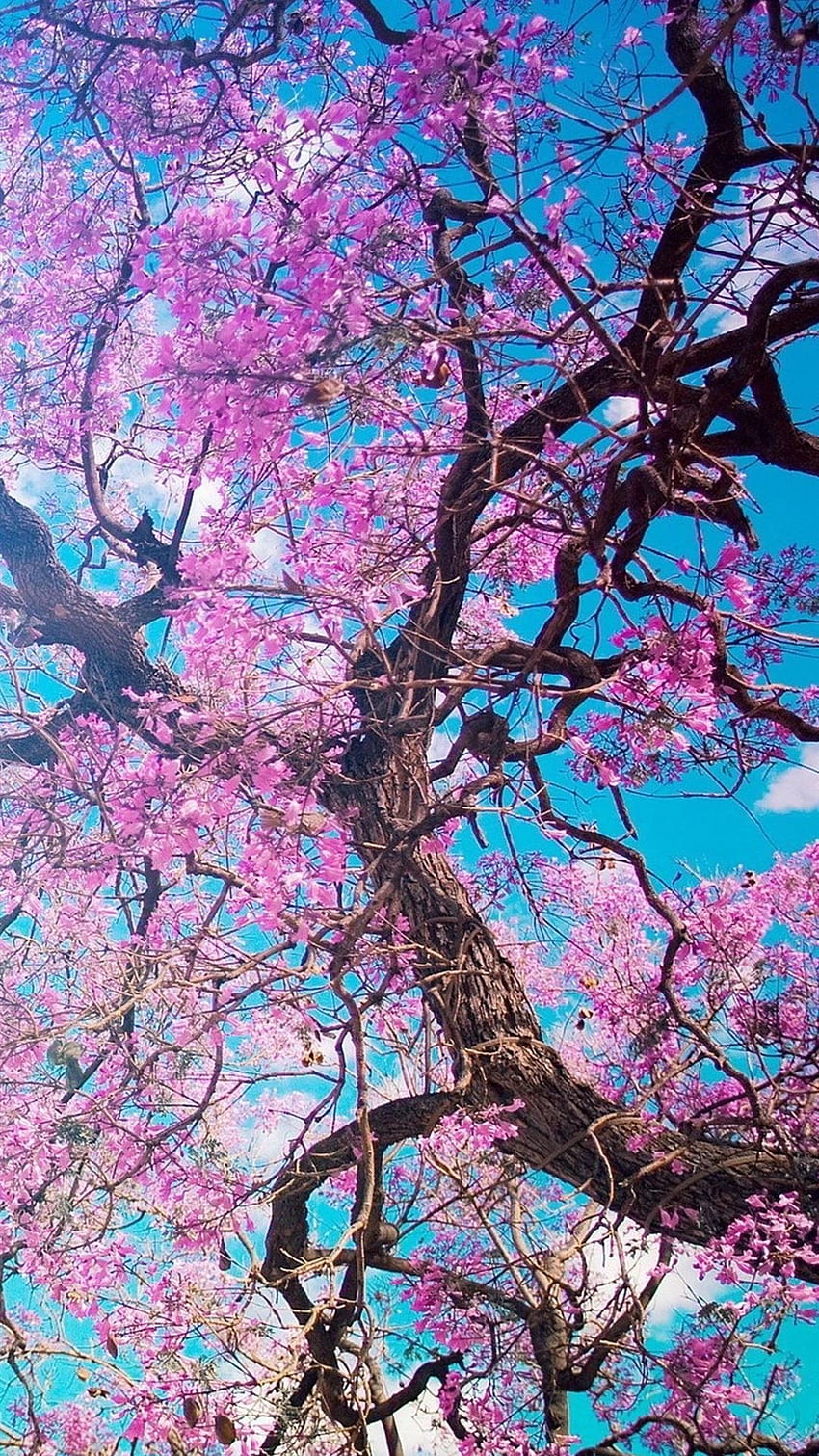 drzewo kwitnącej wiśni iPhone 8, Estetyczny kwiat wiśni Tapeta na telefon HD