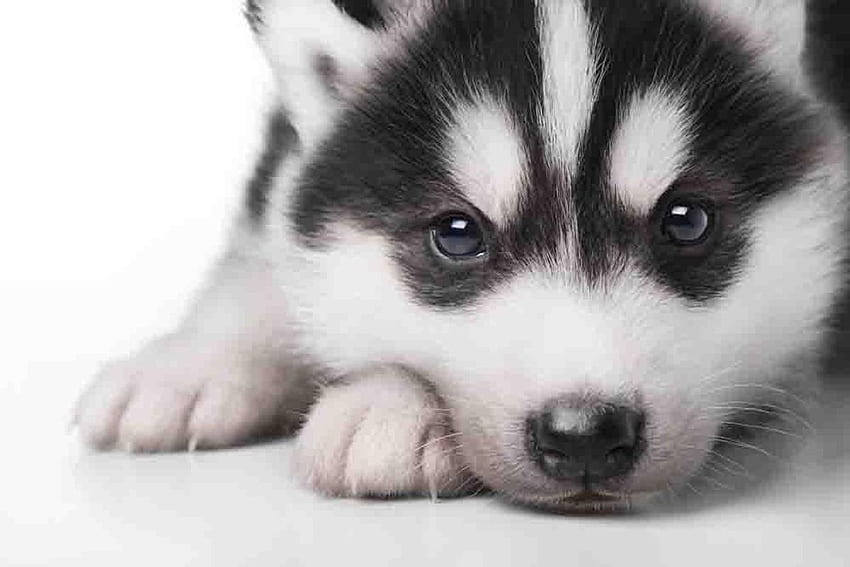 Siberian Husky Baby, Husky Puppies HD wallpaper